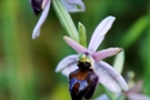 Ophrys elegans